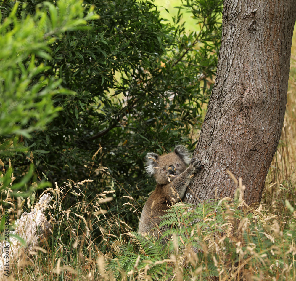 Obraz premium Freilebender Koala in Australien