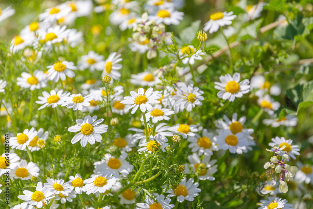 Fototapeta premium White daisies background