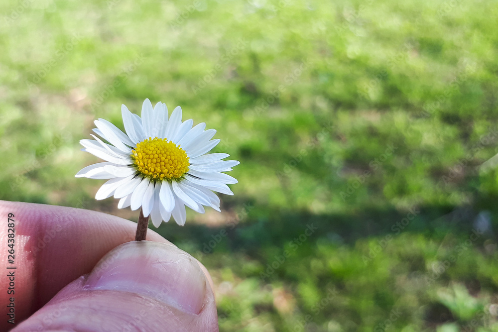 Camomile flowers in hand on wide field under midday sun Camomile flowers in hand on wide field under midday sun