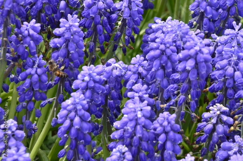 bunch of blue flowers