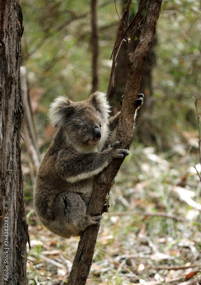 Obraz premium Freilebender Koala in Australien