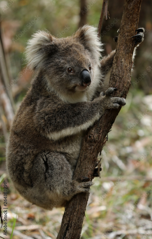 Freilebender Koala in Australien Freilebender Koala in Australien