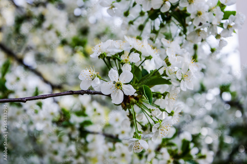 cherry blossom blossom. white flowers for the background