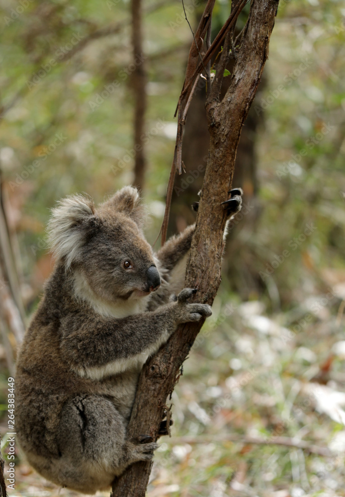 Obraz premium Freilebender Koala in Australien