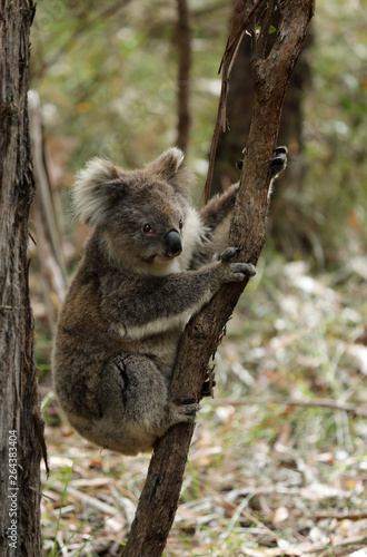Fototapeta Naklejka Na Ścianę i Meble -  Freilebender Koala in Australien