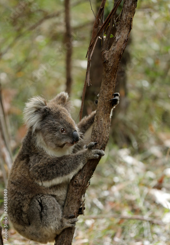 Freilebender Koala in Australien