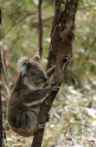 Freilebender Koala in Australien