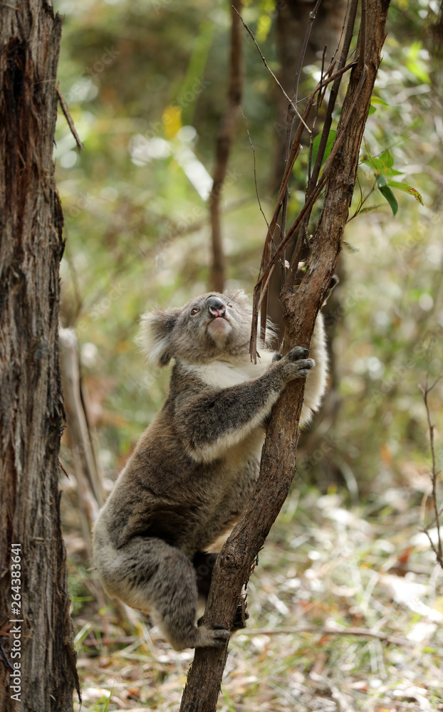 Obraz premium Freilebender Koala in Australien