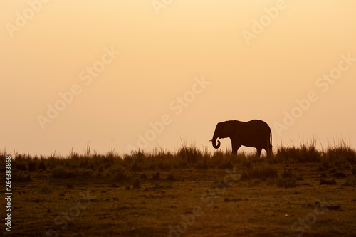 silhouette of elephant in africa © HERREPIXX