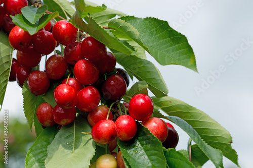 Macro shot on red cherries isolated on white.