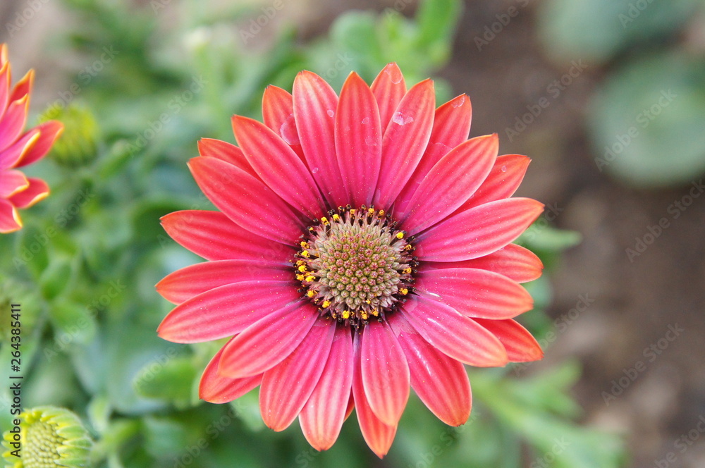 Obraz premium Flower contrast