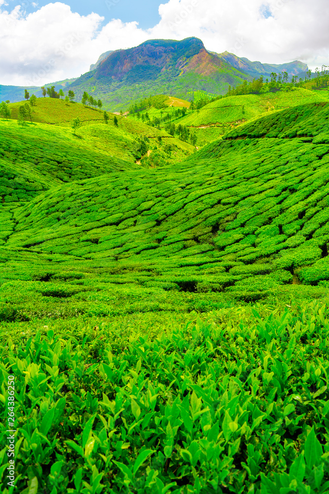 Tea Plantations in Munnar, India
