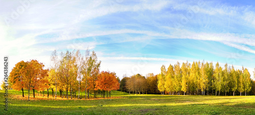 Beautiful bright autumn nature panoramic landscape with golden yellow and and orange trees glows in sun on background of blue sky with white cirrus clouds, copy cpace.