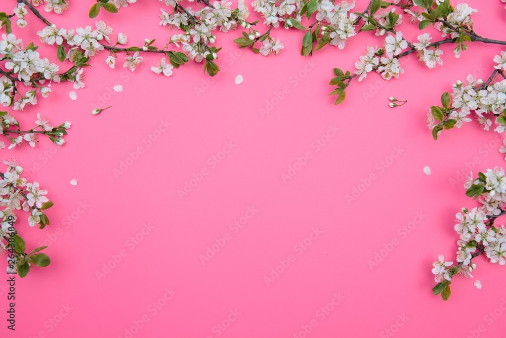 Fototapeta premium photo of spring white cherry blossom tree on pastel pink background. View from above, flat lay