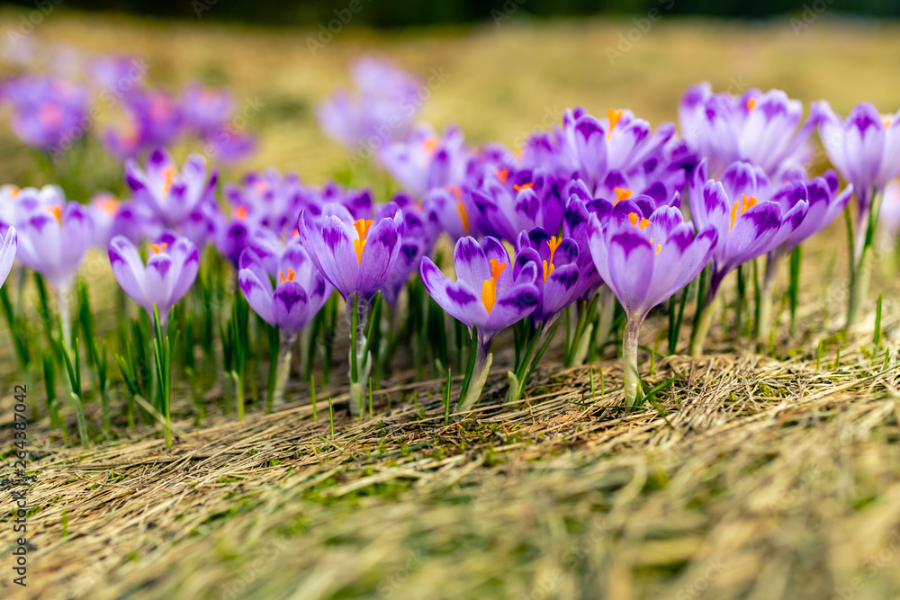 Crocus closeup over green grass, flowers landscape Crocus closeup over green grass, flowers landscape