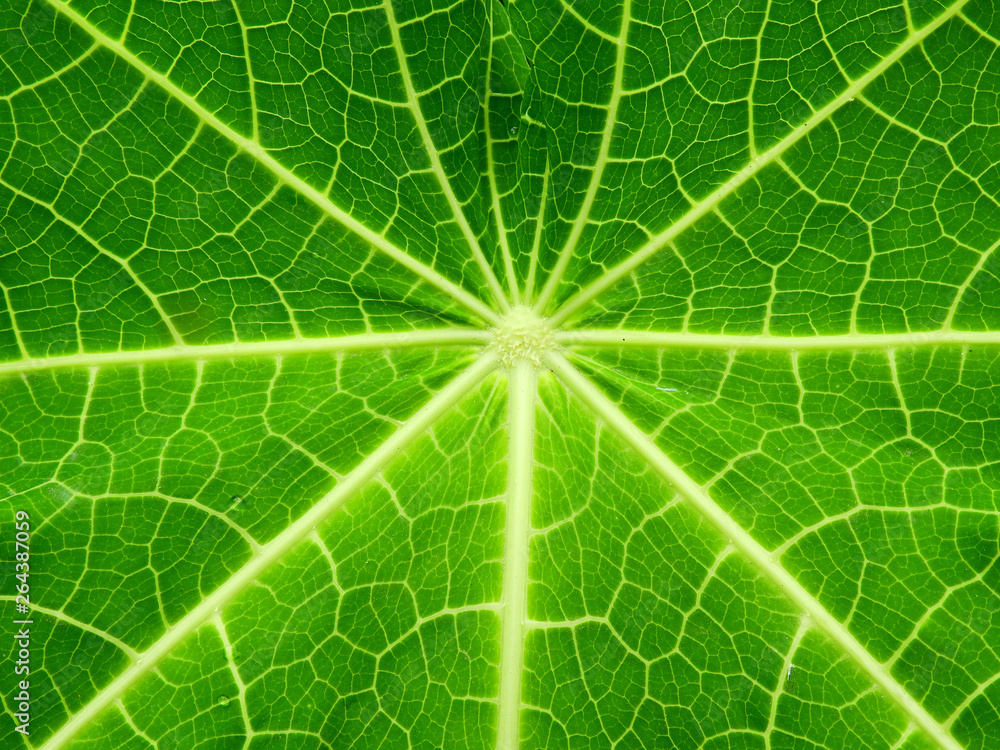 texture of papaya leaf texture of papaya leaf