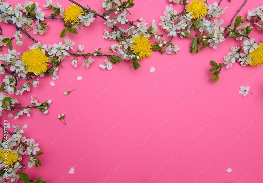 Fototapeta photo of spring white cherry blossom tree on pastel pink background. View from above, flat lay