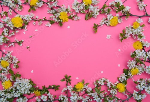 photo of spring white cherry blossom tree on pastel pink background. View from above, flat lay photo