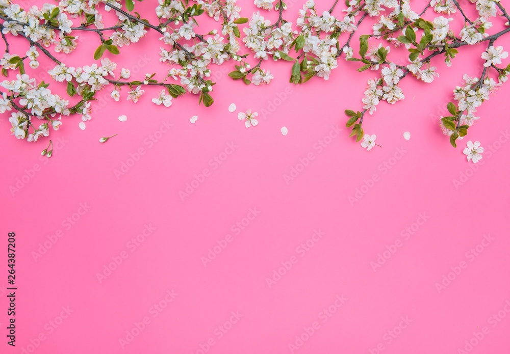 Fototapeta premium photo of spring white cherry blossom tree on pastel pink background. View from above, flat lay
