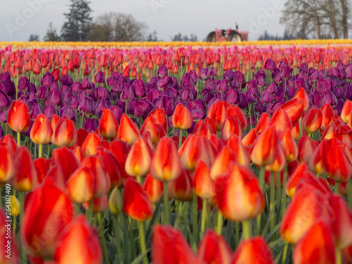 field of red tulips