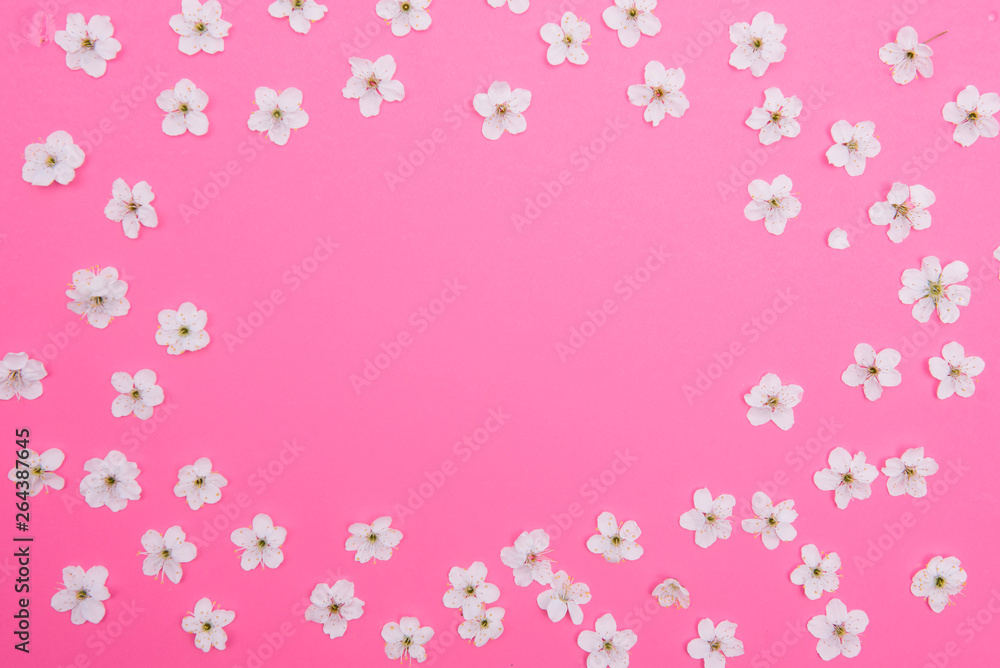 cherry flowers on the pink background. spring background