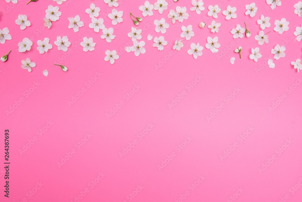 cherry flowers on the pink background. spring background cherry flowers on the pink background. spring background
