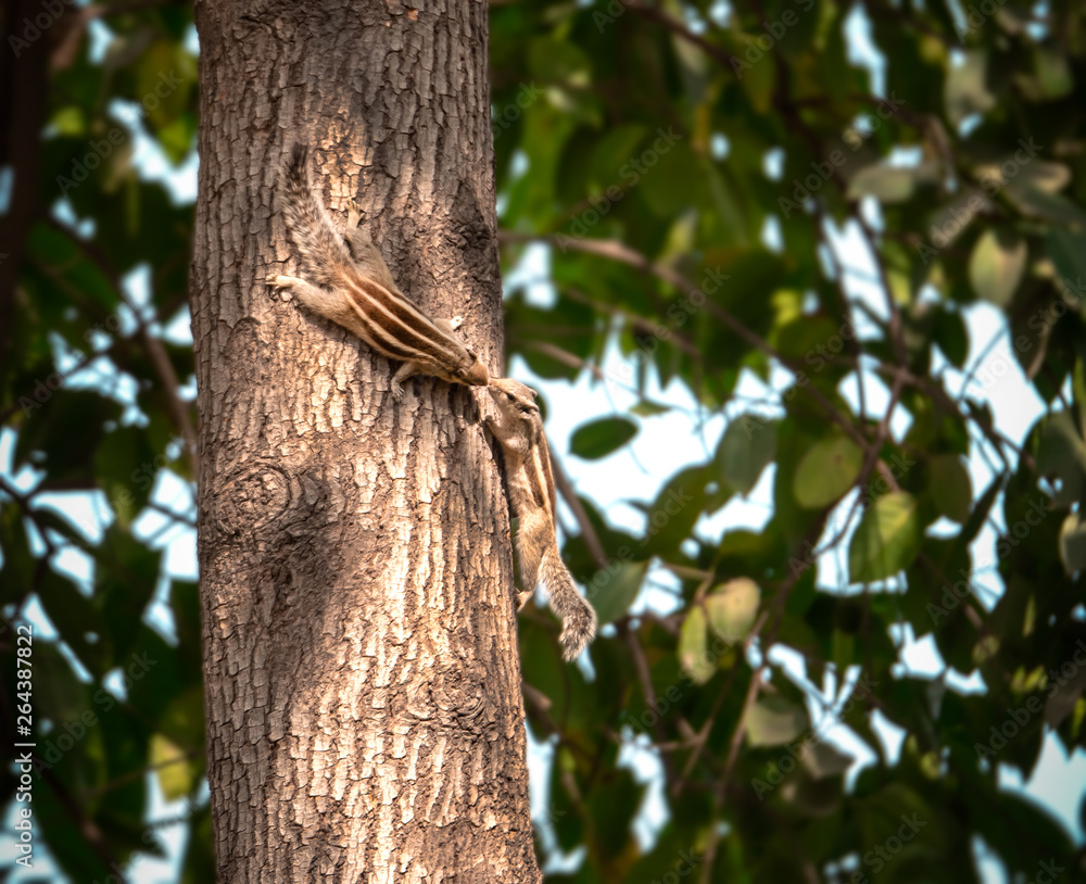 Fototapeta premium Two Indian Palm Squirrels kissing, in the tree