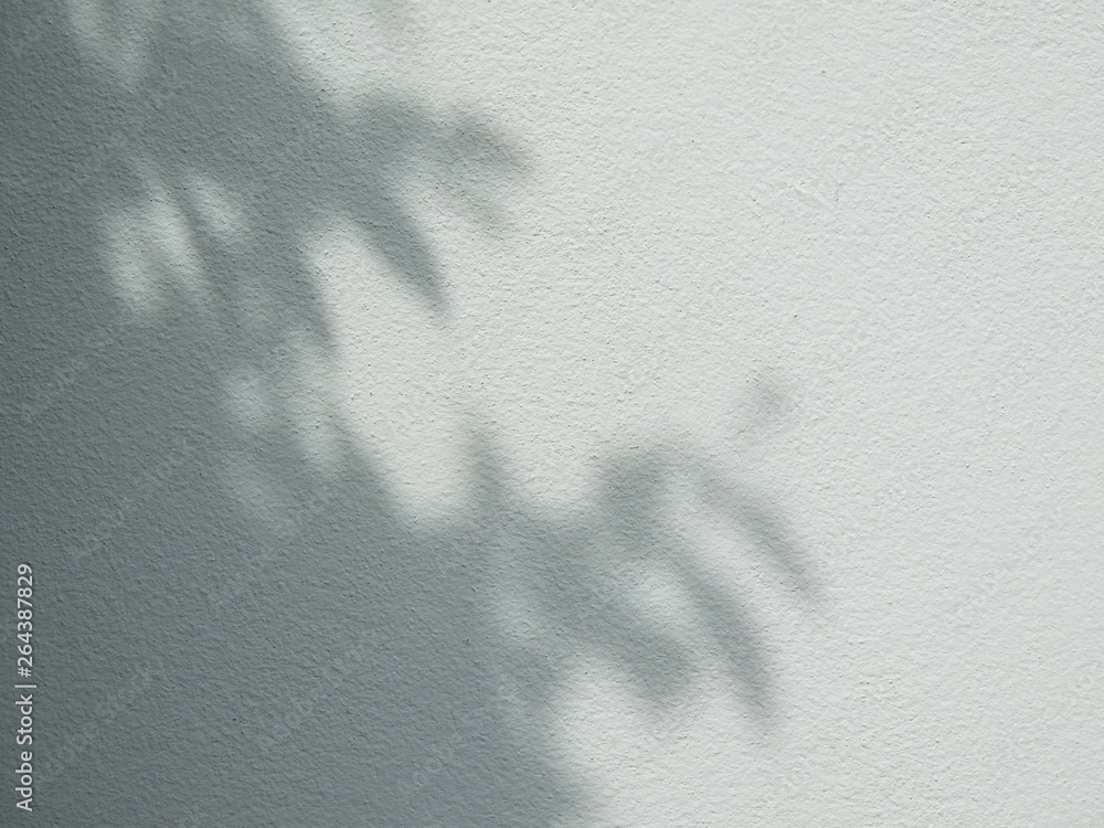 Fototapeta premium shadow leaf on white wall background