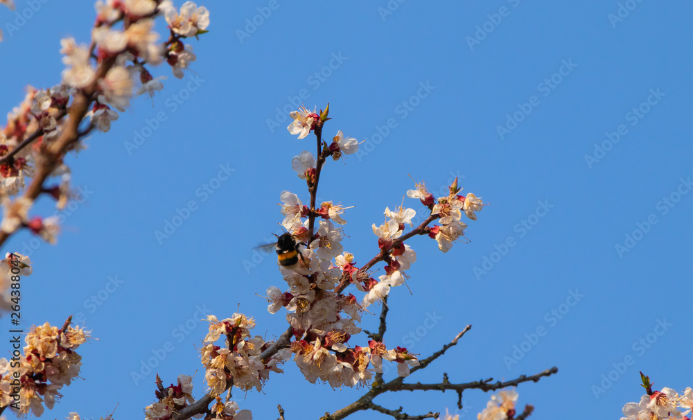 Apricot tree flowers, spring landscape Apricot tree flowers, spring landscape