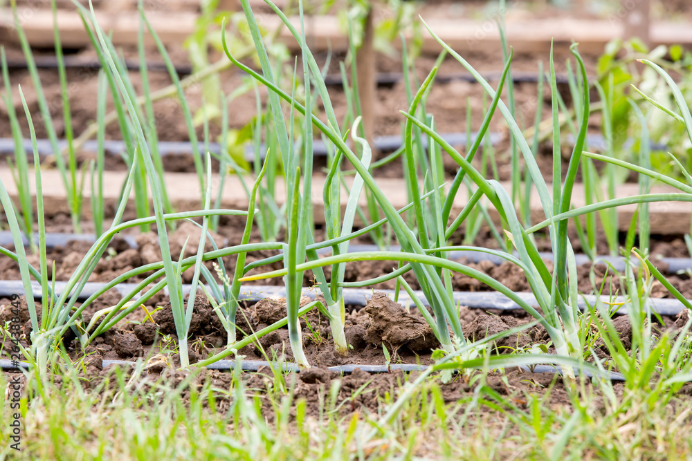 Vegetable garden with drip irrigation system. Drop by drop equipment for gardening.
