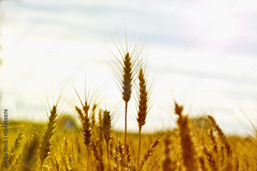 Fototapeta premium field of wheat