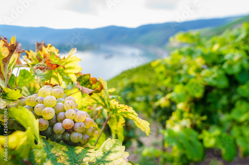 Photos Weinberge im Bopparder Hamm am Mittelrhein