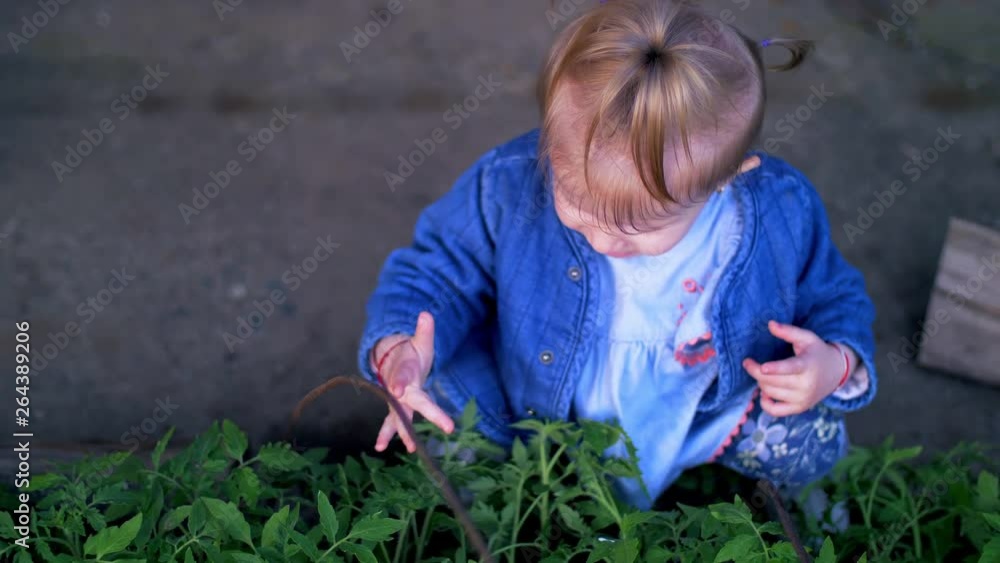 Little girl touches a seedlings with tomatoes. Slow motion Little girl touches a seedlings with tomatoes. Slow motion