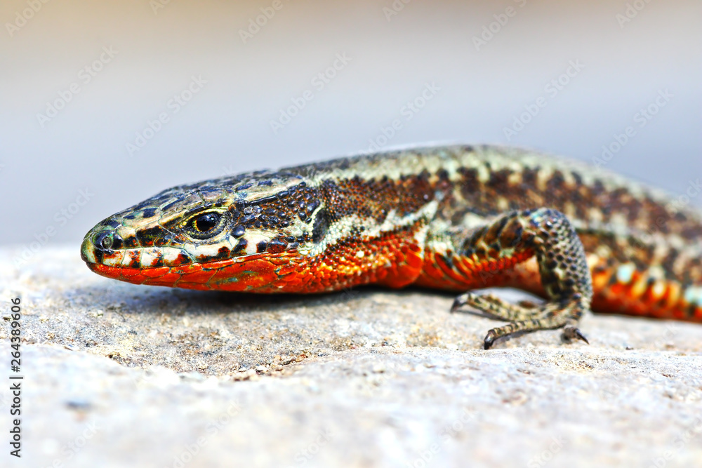 Naklejka premium Podarcis muralis closeup