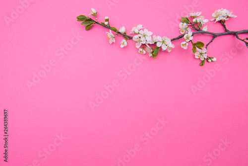 photo of spring white cherry blossom tree on pastel pink background. View from above, flat lay © Serhii