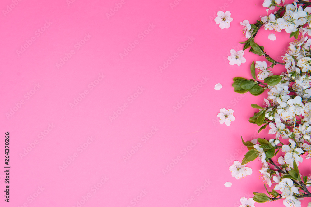 photo of spring white cherry blossom tree on pink background. View from above, flat lay, copy space. Spring and summer background.