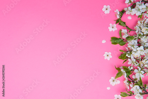 photo of spring white cherry blossom tree on pink background. View from above, flat lay, copy space. Spring and summer background. © Serhii