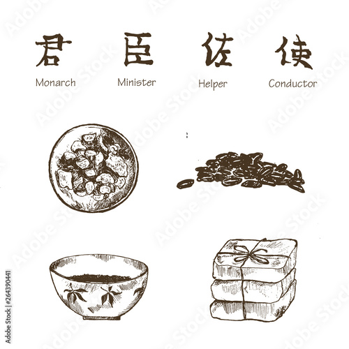 Ginseng sketch on white background. Chinese medical plant nad herbs. Vector illustration for traditional easten pharmacy