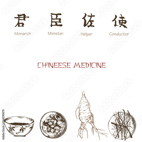 Ginseng sketch on white background. Chinese medical plant nad herbs. Vector illustration for traditional easten pharmacy