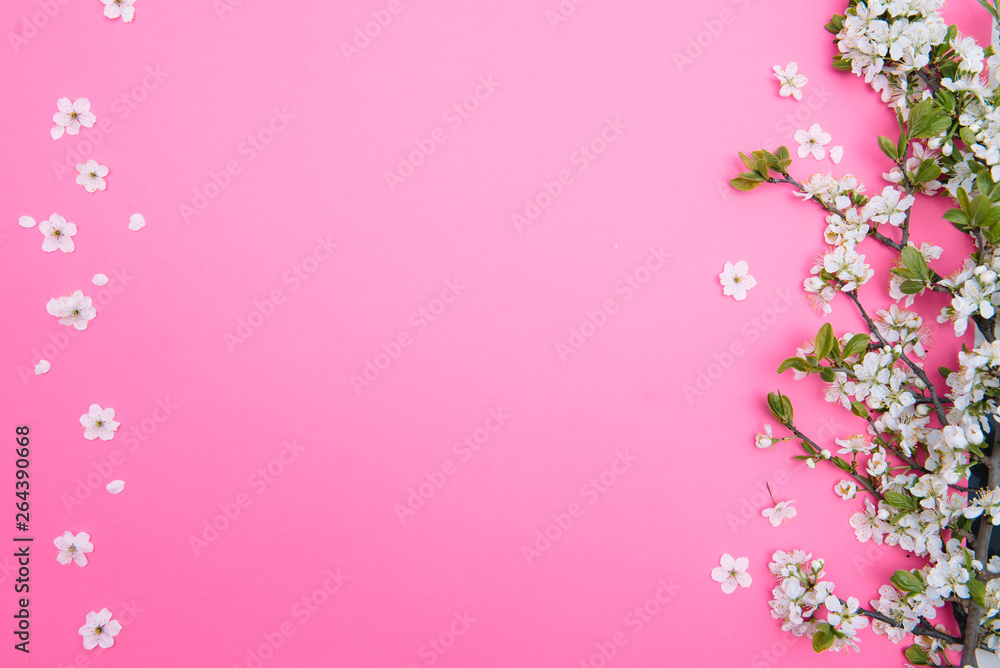 photo of spring white cherry blossom tree on pastel pink background. View from above, flat lay photo of spring white cherry blossom tree on pastel pink background. View from above, flat lay