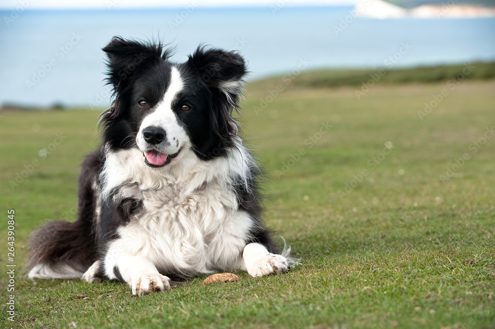 A border collie lies with pebble between her paws ready to play