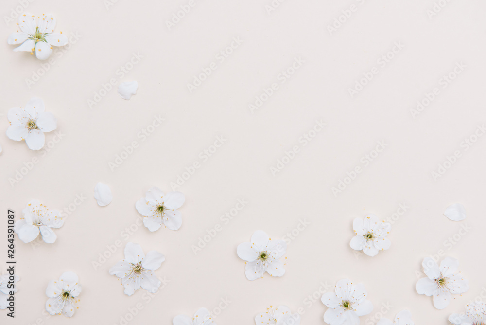 White pastel spring flower on color background . Cherry blossom flower illustration. spring and summer background. Top view