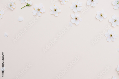 White pastel spring flower on color background . Cherry blossom flower illustration. spring and summer background. Top view
