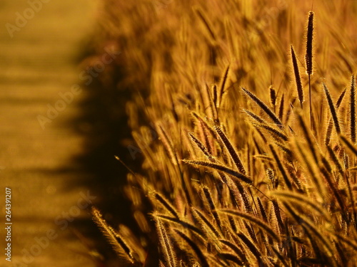 flower of grass ( Pennisetum polystachyon (L.) Schult. ) on the way to the morning light photo