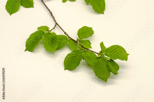 Delicate sprig of hazelnut with the first spring tender, corrugated, serrated light green leaves on a white background