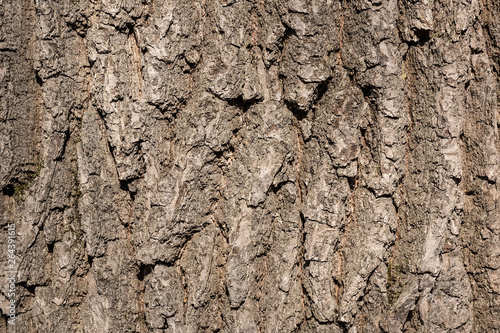 Tree bark texture