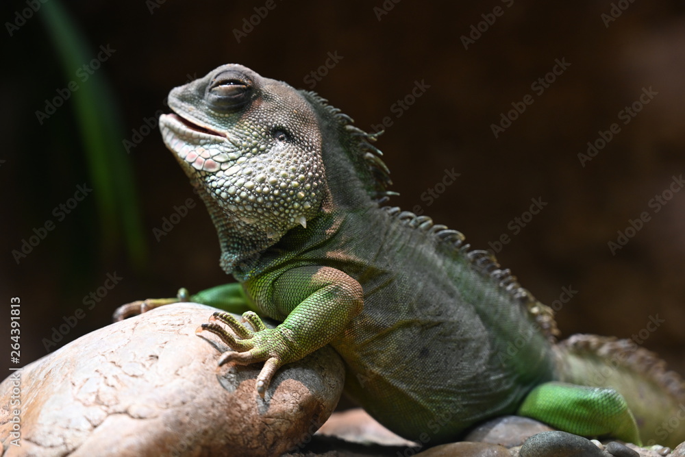 Fototapeta premium Reptil