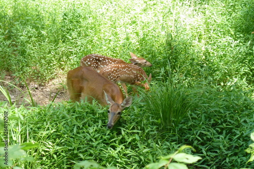 Doe and fawns 1