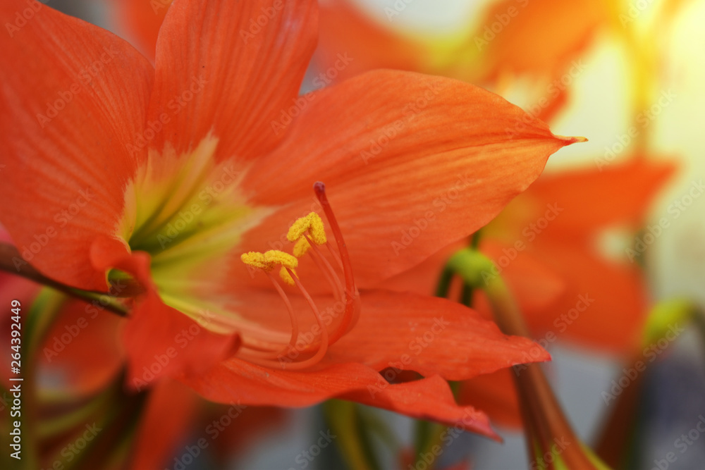 flowers in vase flowers in vase