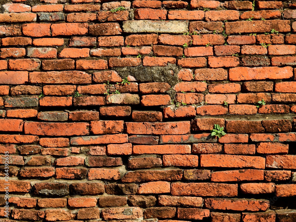 Obraz premium green plant growth on old brick wall